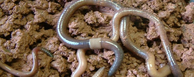 蚯蚓怕什么