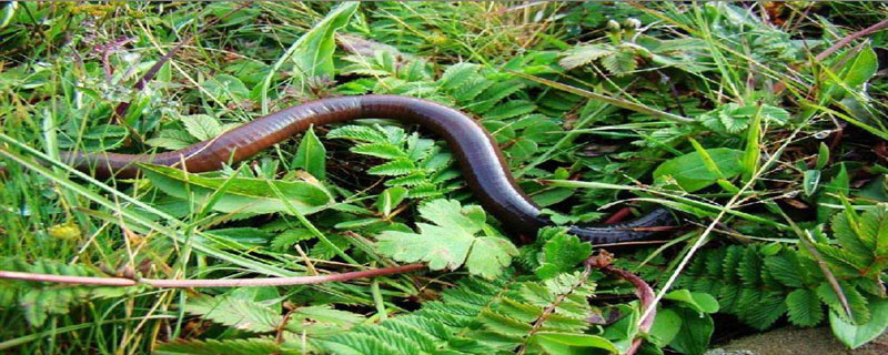 蚯蚓人工养殖技术