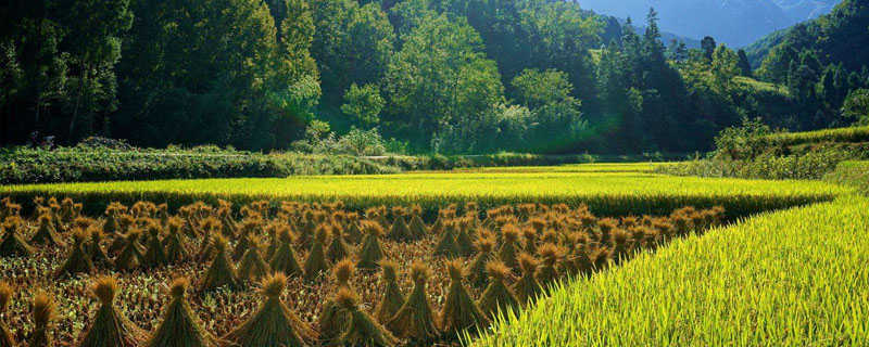 杨凌农高会什么时候开