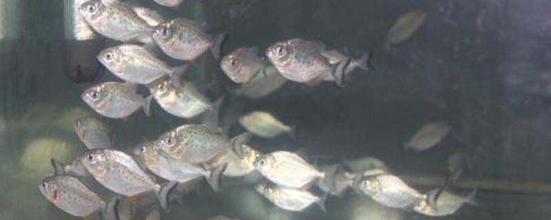 白鲳鱼爱吃什么饵