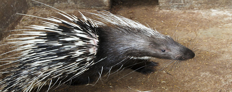 豪猪可以养多大