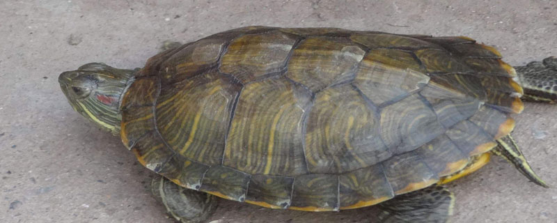 乌龟磨壳的原因