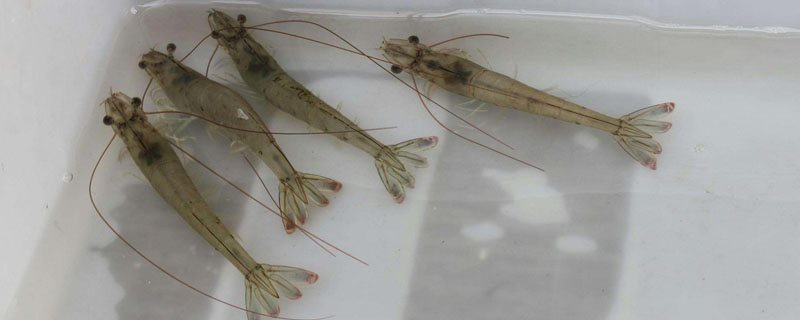 养虾不放水草可以吗