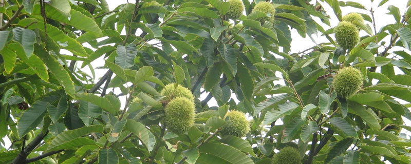 板栗北方可以种植吗