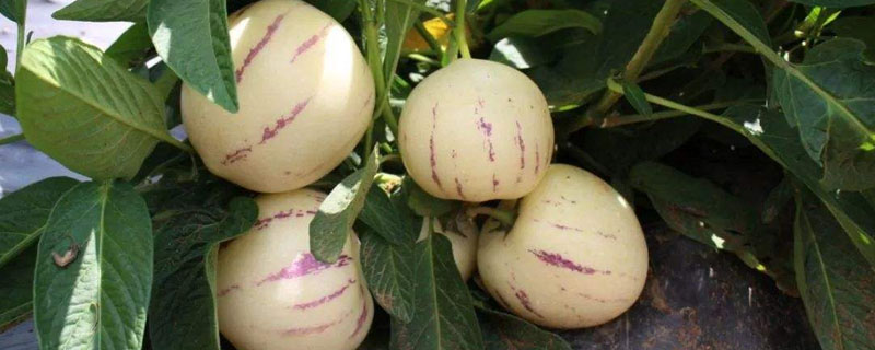 人参果种植条件和方法