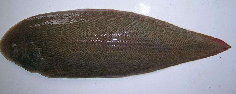 舌鳎鱼为什么要去皮