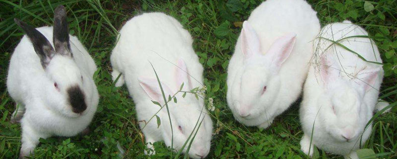 伊拉兔怎么留种，伊拉兔产仔后如何护理