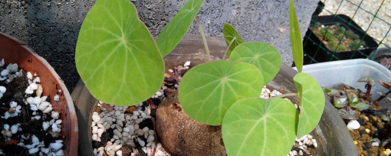 山乌龟的养殖方法和注意事项