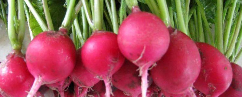 樱桃萝卜的种植方法和时间