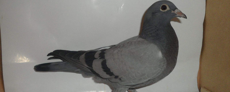 信鸽饲料配方及喂法