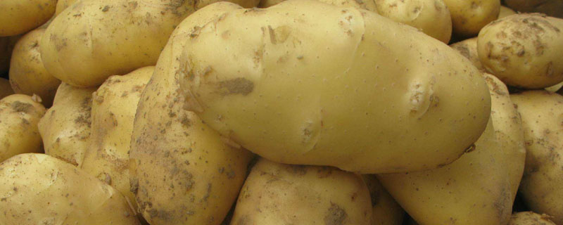 土豆疮痂病特效药