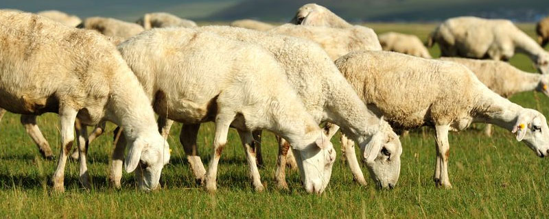 100羊要多少亩苜蓿