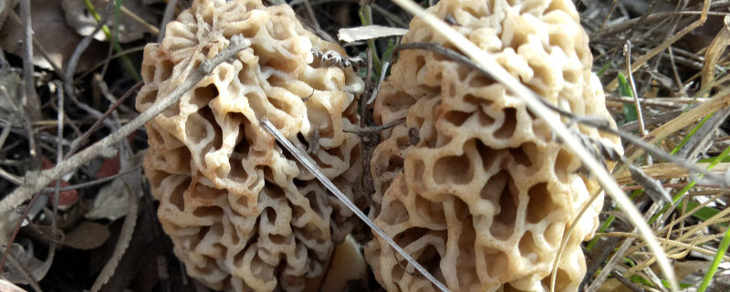 云南羊肚菌种植基地在什么地方