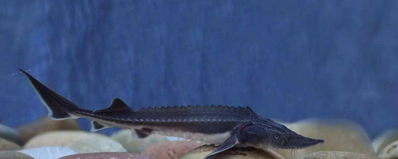 史氏鲟是国家几级保护动物