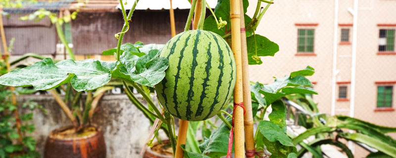 西瓜盆栽怎么种