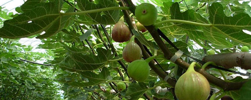 无花果扦插时间和方法