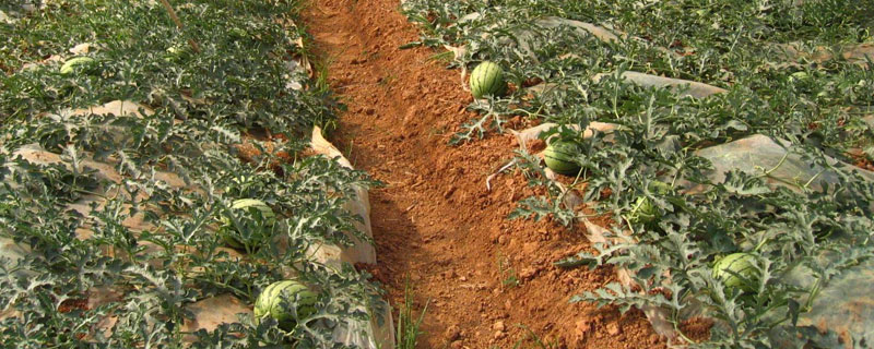 麒麟瓜每亩种多少棵