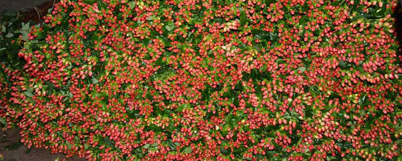 火龙珠栽了几年换苗