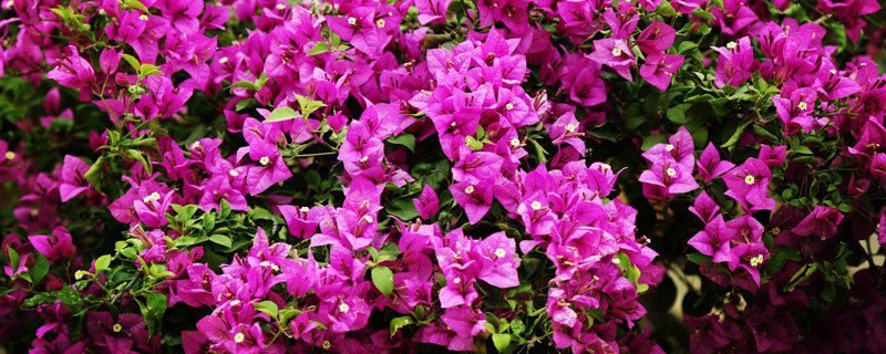 三角梅施什么肥开花多