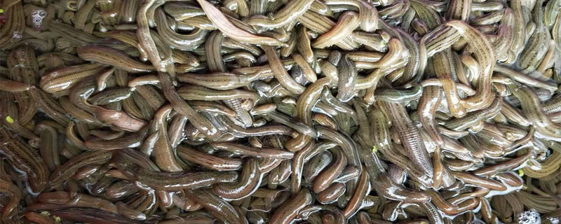 水蛭吃什么食物