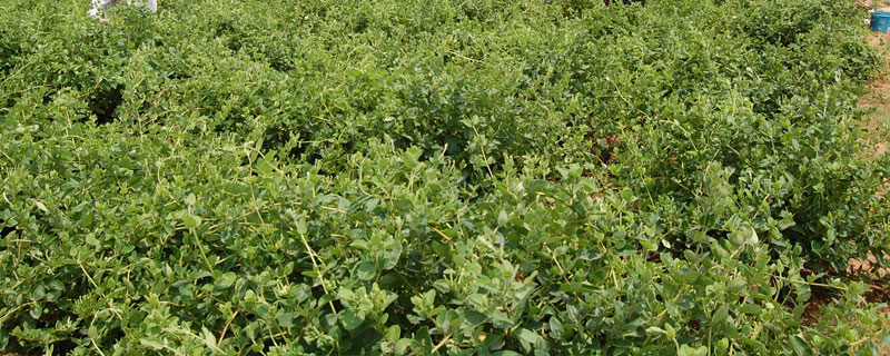 漯河有金银花种植吗