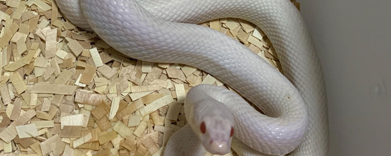 养蛇的厂房建造方案