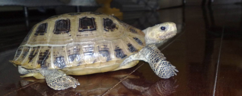 缅甸陆龟能长多大