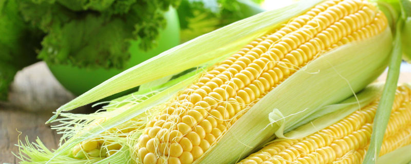 玉米产地
