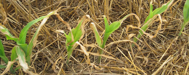 自制除草剂的配方和比例