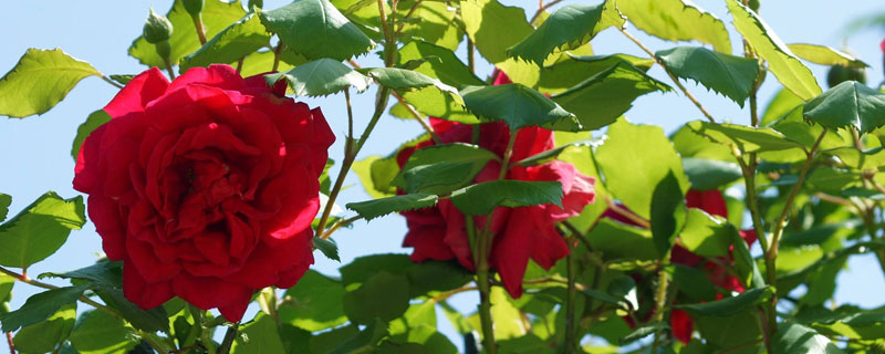 月季如何施磷酸二氢钾