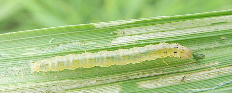 卷叶虫用什么杀虫剂