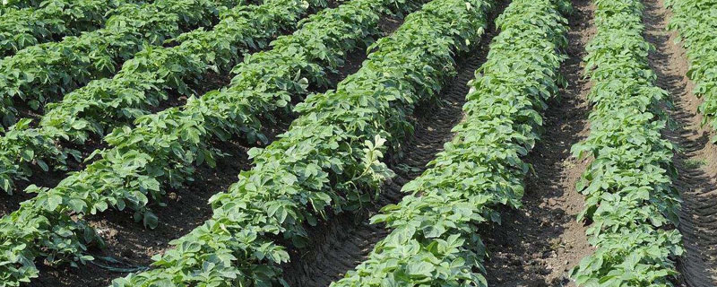 土豆苗长太高怎么办