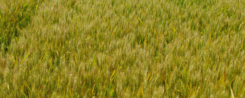 烯效唑的用法和用量