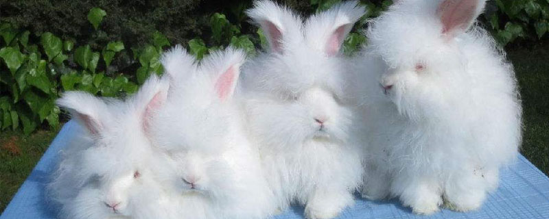 长毛兔一年剪几次毛