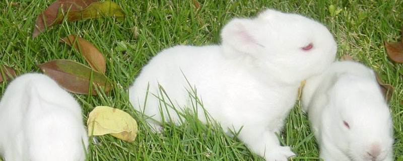 长毛兔中暑症状