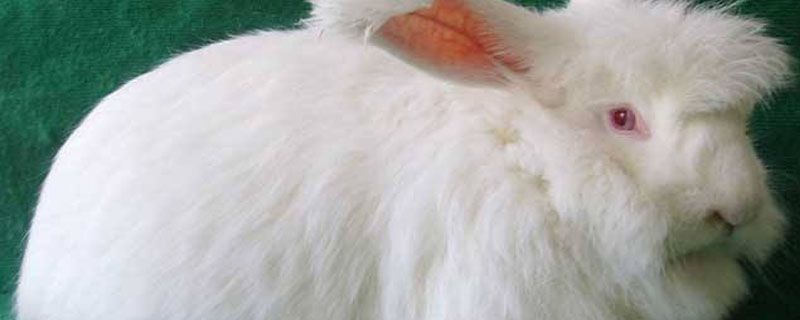 长毛兔养殖方法