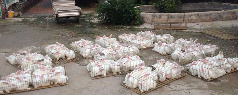 长毛兔怎么分辨公母