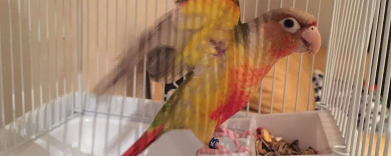 鹦鹉感冒了怎么治