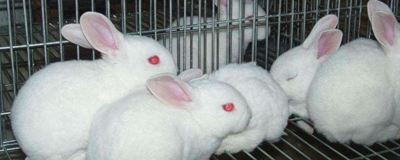 獭兔和普通兔子的区别