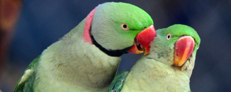 鹦鹉拔毛是怎么回事