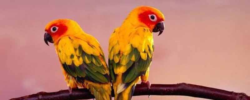 鹦鹉不能吃什么