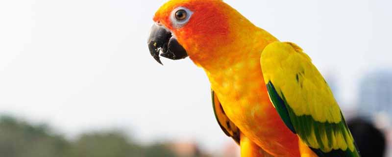 鹦鹉吃虫子吗