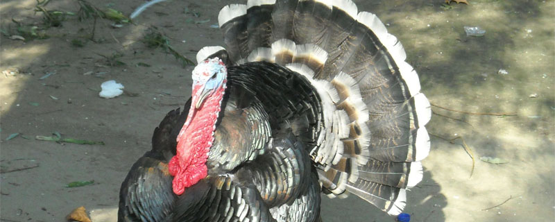 火鸡多大可以下蛋