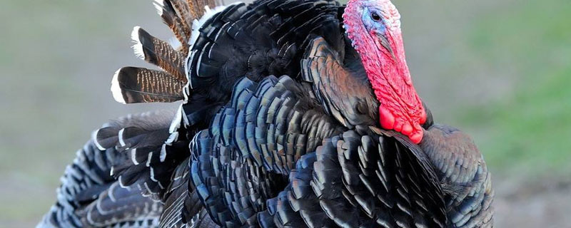 火鸡多大可以下蛋