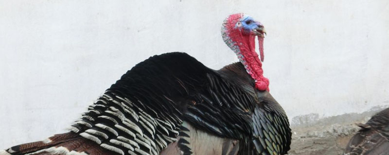 火鸡不吃食拉稀怎么办