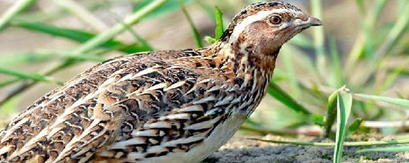 鹌鹑拉绿色粪怎么个事