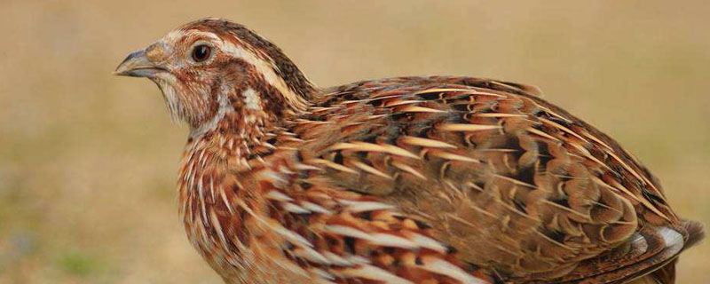 鹌鹑可以长多少斤