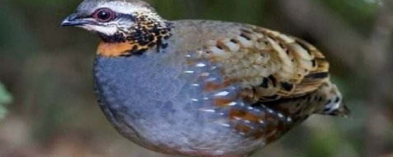 鹌鹑多少天出壳