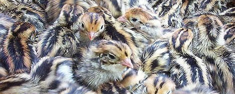 鹌鹑不吃东西怎么办