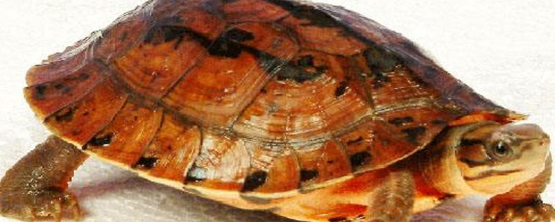 金钱龟会游泳吗